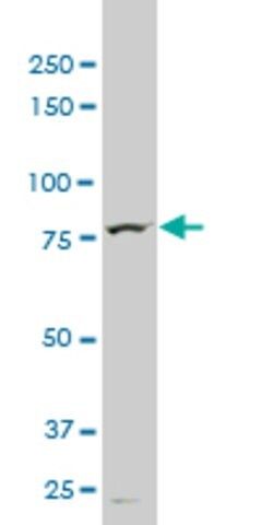 Monoclonal Anti-TTF2 antibody produced in mouse