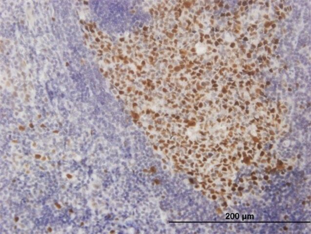 Monoclonal Anti-SOX9 antibody produced in mouse