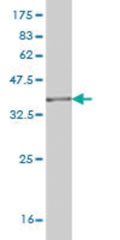 Monoclonal Anti-RNPEP antibody produced in mouse