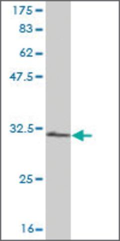 Monoclonal Anti-RPS28 antibody produced in mouse