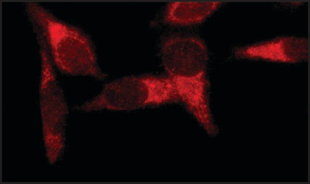 Anti-Early Endosomal Antigen 1 (N-terminal) antibody produced in rabbit