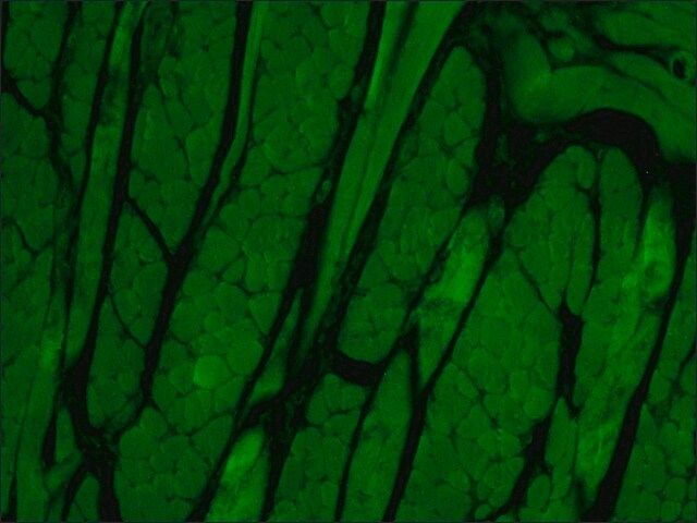 Anti-1-Syntrophin (RA-16) antibody produced in rabbit