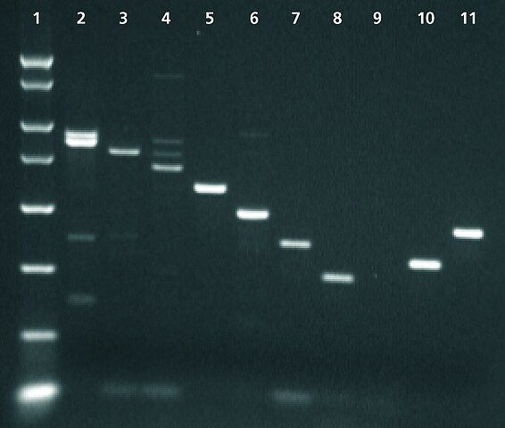 Enhanced Avian Reverse Transcriptase [eAMV<sup>TM</sup> RT]