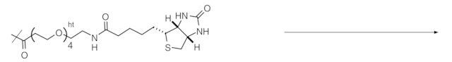 Reagent-cartridge Biotin tag-PEG<sub>4</sub>-COOTfp