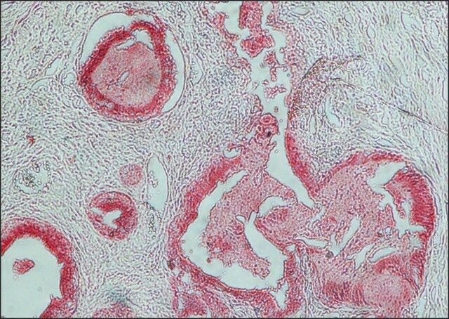 Anti-Rabbit IgG (whole molecule)CAlkaline Phosphatase antibody produced in goat