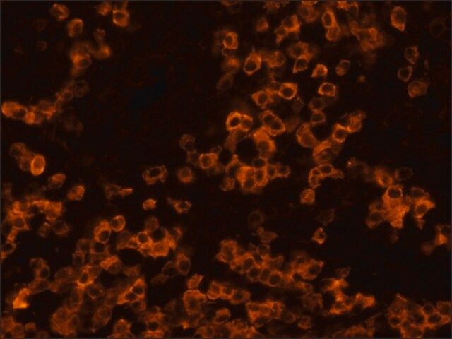 Anti-Rat IgG (whole molecule)-TRITC antibody produced in rabbit