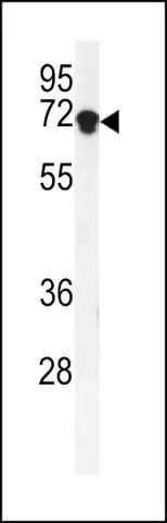 ANTI-DEN1A(C-TERMINAL) antibody produced in rabbit