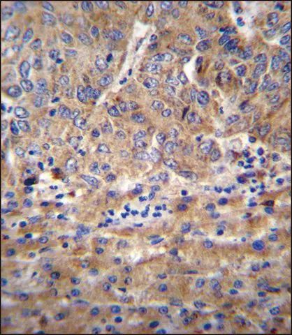 ANTI-DEF (N-TERM) antibody produced in rabbit