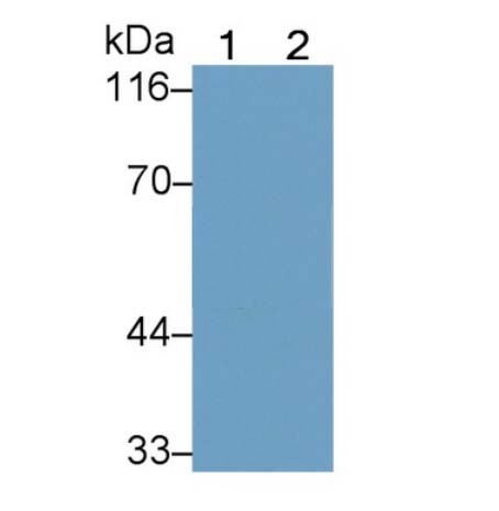 ǺøA12(RNASE12)ͼƬ