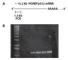 1X DNase Buffer lucigen epicentre MBD092HͼƬ