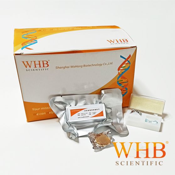 WHB-6-CS 6װԲϸƬͼƬ