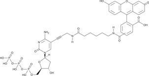 Fluorescein-12-dCTPͼƬ