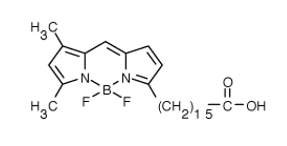 BODIPY FL C16ͼƬ