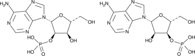 Adenosine 2'(3')-monophosphate(mixed isomers)ͼƬ