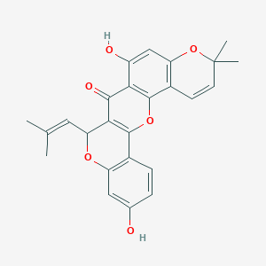 CyclomorusinͼƬ