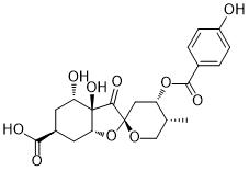 Glochicoccin DͼƬ