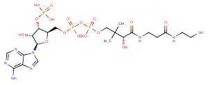 Coenzyme AͼƬ