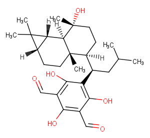 Macrocarpal LͼƬ