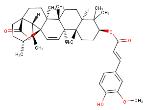 Tereticornate AͼƬ