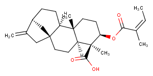 ent-3Beta-Angeloyloxykaur-16-en-19-oic acidͼƬ