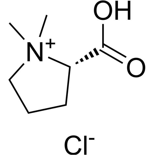 Stachydrine HydrochlorideͼƬ