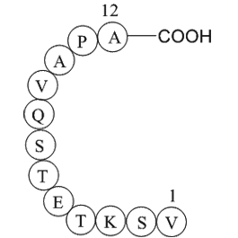 Rhodopsin peptideͼƬ