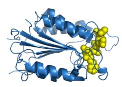 Caspase-3 Proform,mouse recombinant proteinͼƬ