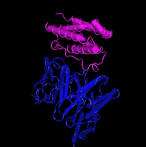 IFN-alpha 1,human recombinant proteinͼƬ