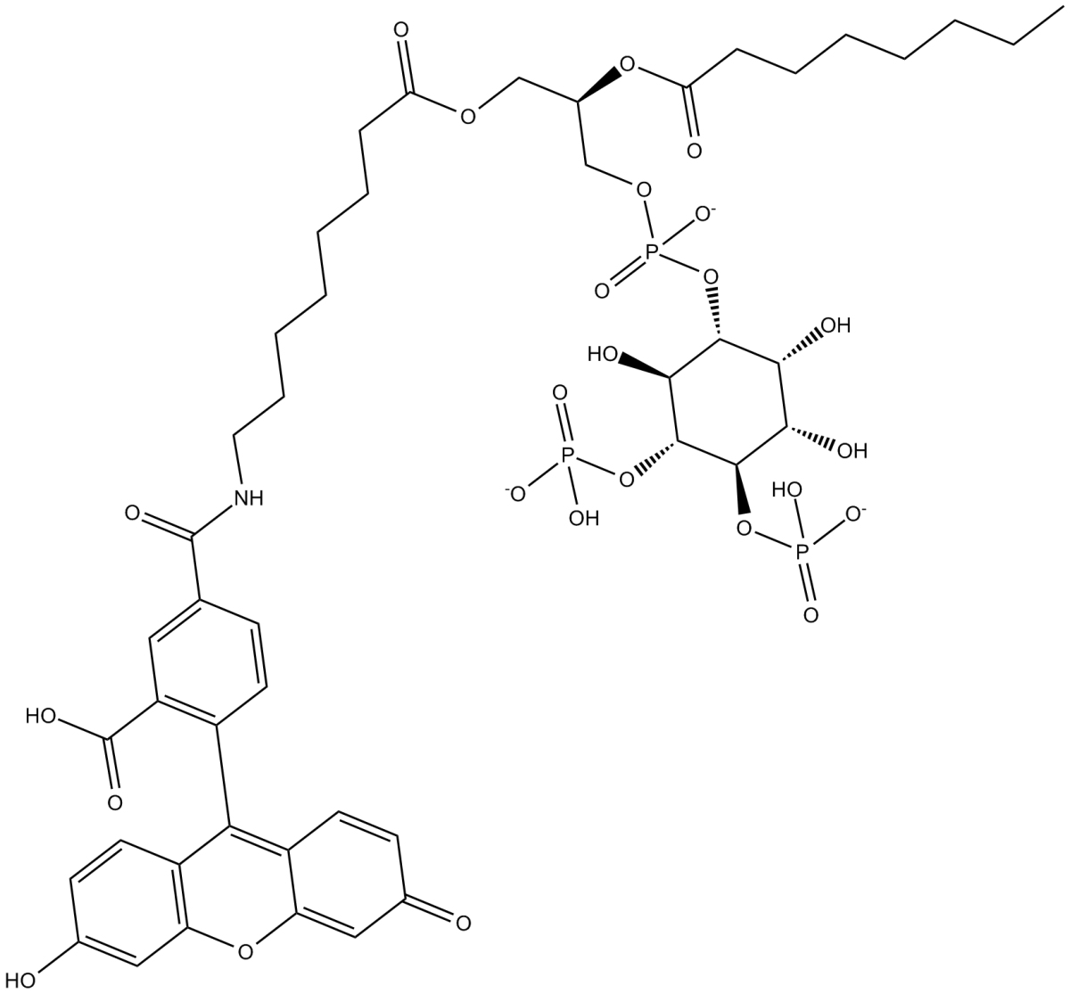 PtdIns-(4,5)-P2-fluorescein(ammonium salt)ͼƬ