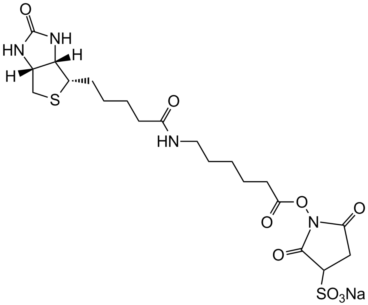 Sulfo-NHS-LC-BiotinͼƬ