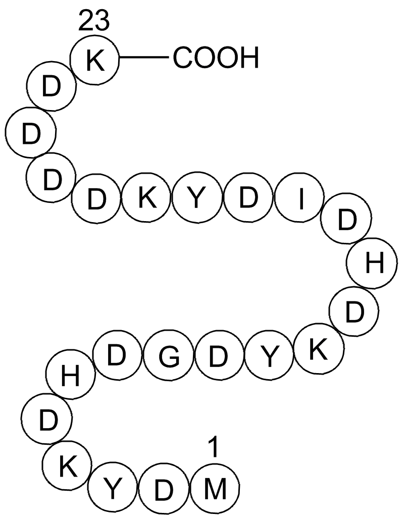 3X FLAG peptideͼƬ