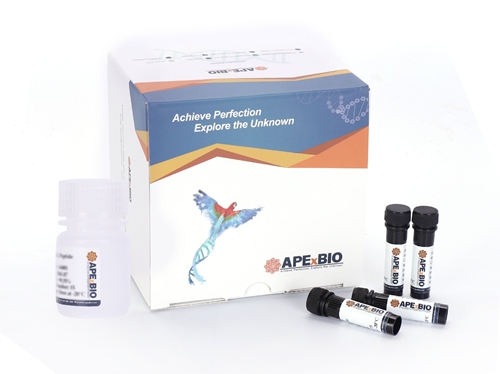 Caspase-3 Fluorometric Assay KitͼƬ