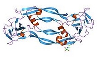 PLGF-2,human recombinant proteinͼƬ