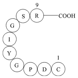 Laminin(925-933)ͼƬ