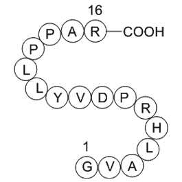 Immunoglobulin M heavy chain(IGHM)fragment [Homo sapiens]ͼƬ