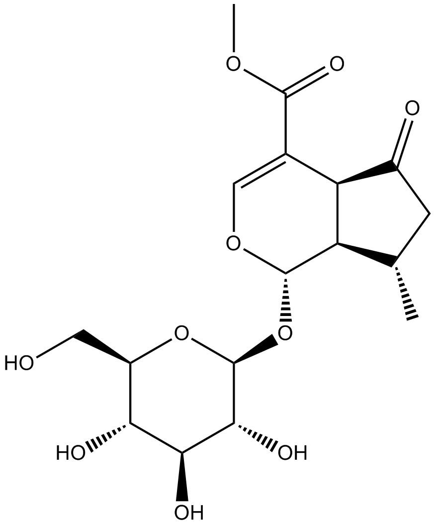 VerbenalinpͼƬ