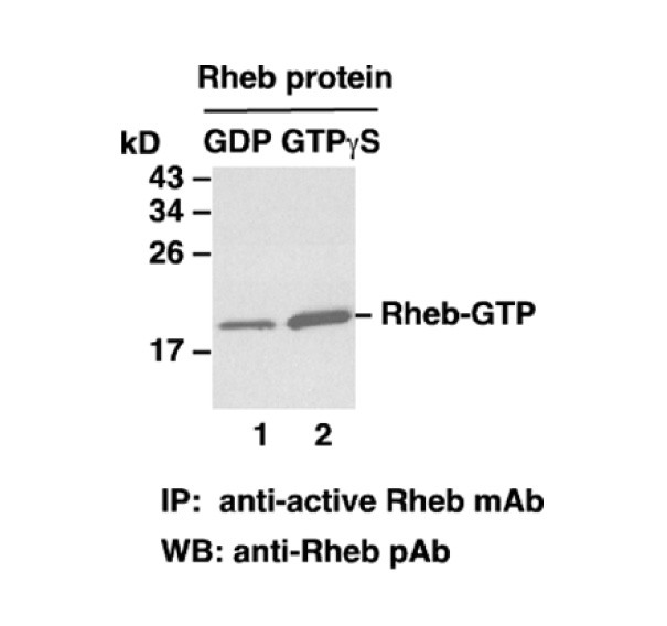 Anti-Rheb-GTP Mouse Monoclonal AntibodyͼƬ