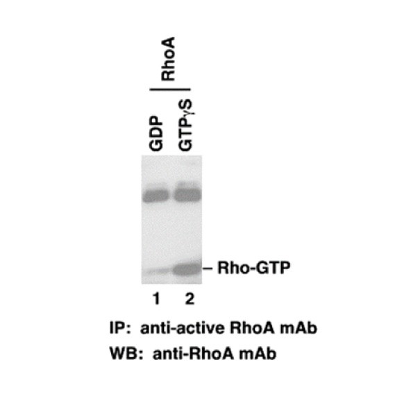 RhoA-GTP antiveС󵥿ͼƬ