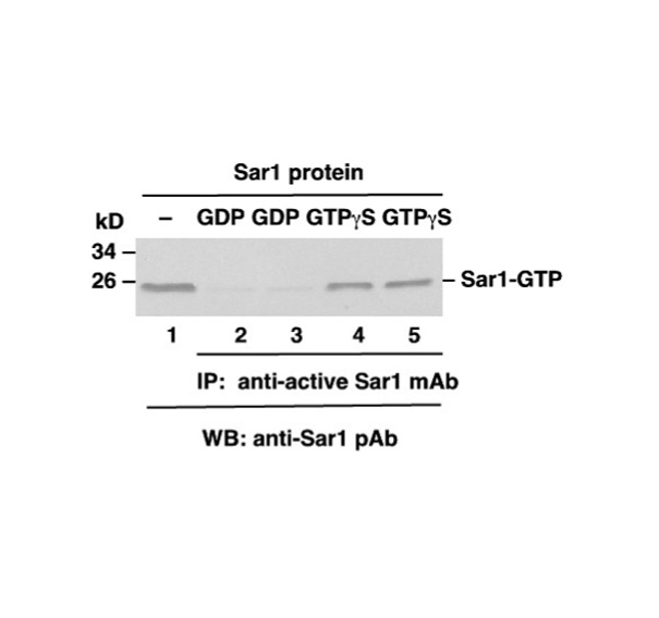 Sar1-GTPС󵥿/ԿͼƬ