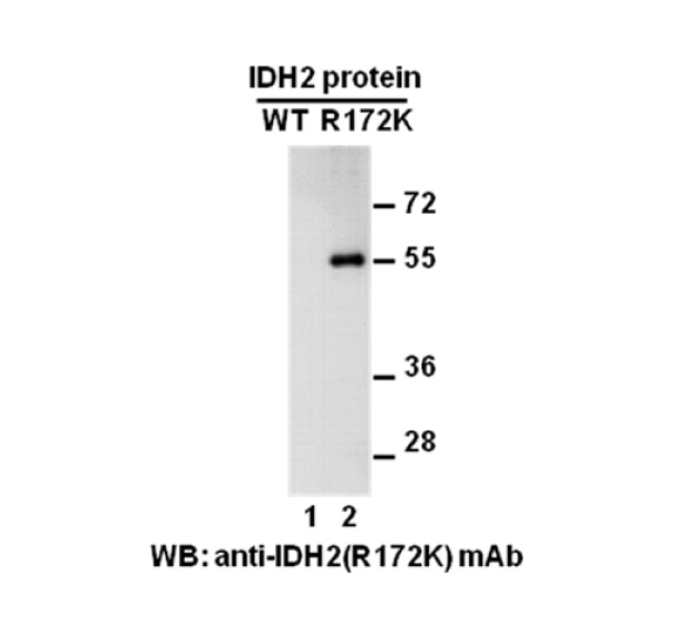 IDH2(R172K)С󵥿ͼƬ
