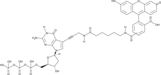 Fluorescein-12-dGTPͼƬ