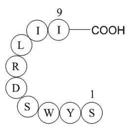 signal transducer and activator of transcription 6 fragmentͼƬ