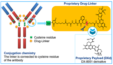 Trastuzumab deruxtecanͼƬ