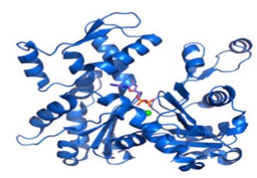 麬ḻظ4B(LRRC4B)ͼƬ