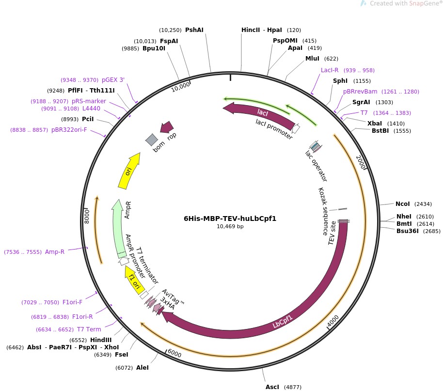 6His-MBP-TEV-huLbCpf1ͼƬ