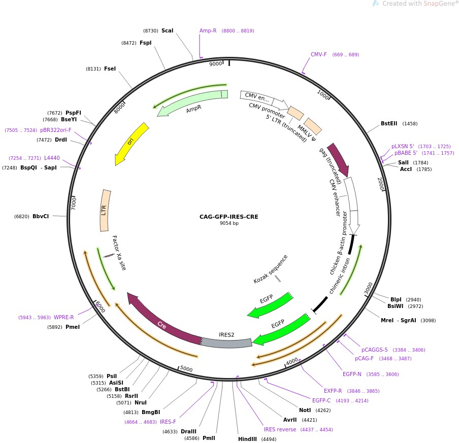 CAG-GFP-IRES-CREͼƬ