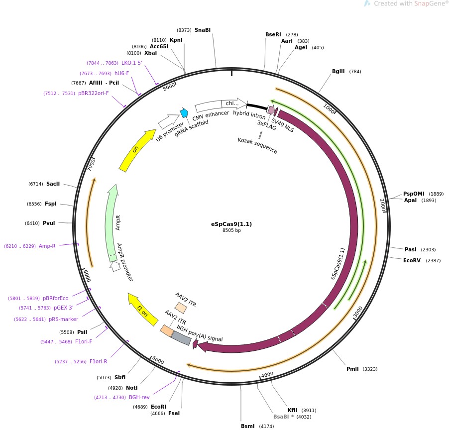 eSpCas9(1.1)ͼƬ