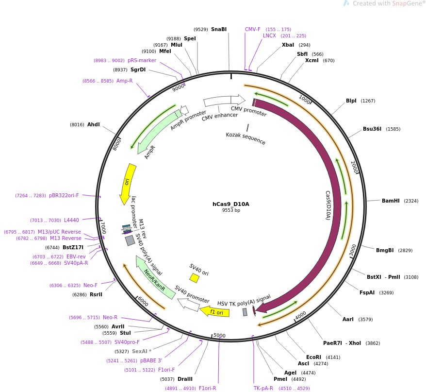 hCas9-D10AͼƬ