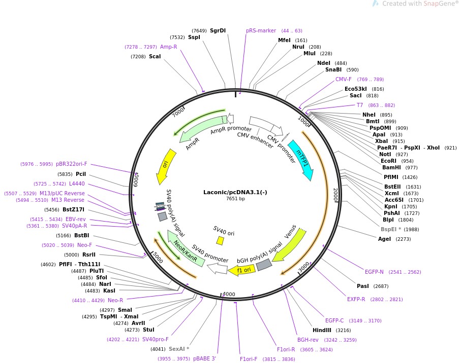 Laconic/pcDNA3.1(-)ͼƬ