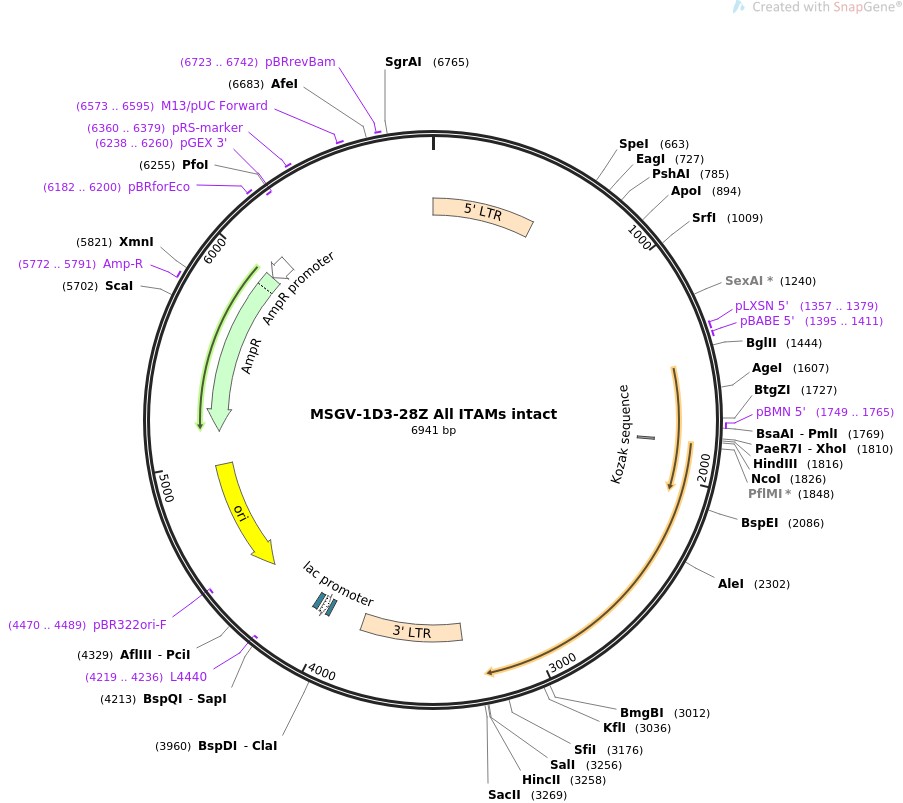 MSGV-1D3-28Z All ITAMs intactͼƬ